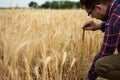 farmer inspects and measures with a ruler the ears of wheat in an agricultural field. Rich harvest concept