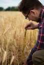 farmer inspects and measures with a ruler the ears of wheat in an agricultural field. Rich harvest concept