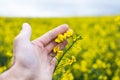 A farmer inspects a rapeseed field. Agricultural industry Royalty Free Stock Photo