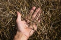 The farmer inspects the ripe rape pods. Raw materials for oil and biofuels