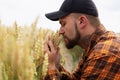 A farmer inspects wheat ears in a field before harvesting. Agriculture