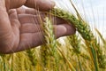 A Farmer Inspects Winter Wheat Royalty Free Stock Photo