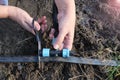 Farmer installing drop irrigation system. Close-up of hands of caucasian elderly woman cuts drip tape with scissors to install tri