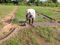 A farmer irrigating to carrots crop by traditional irrigation system