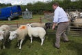 Farmer judging sheep at farm show in Wales