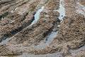 A farmer just sow plants the ground in a muddy paddy field Royalty Free Stock Photo