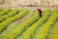 Farmer keeping the marigold flower, Lopburi Thailand