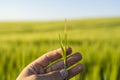 Farmer keeps a green barley spikelet in a hand against barley field in a daytime. Royalty Free Stock Photo