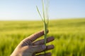 Farmer keeps a green barley spikelet in a hand against barley field in a daytime. Royalty Free Stock Photo