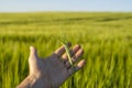 Farmer keeps a green barley spikelet in a hand against barley field in a daytime. Royalty Free Stock Photo