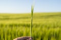 Farmer keeps a green barley spikelet in a hand against barley field in a daytime. Royalty Free Stock Photo