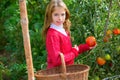 Farmer kid girl harvesting tomatoes