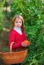 Farmer kid girl harvesting tomatoes