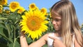 Farmer Kid in Sunflower Agriculture Field, Teenager Girl, Child Playing in Agrarian Harvest Royalty Free Stock Photo