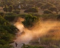 Farmer leading cowherd to her village at sunset, Bagan, Myanmar Royalty Free Stock Photo