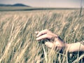 Farmer leads across the field and  touch by hand to spikelets Royalty Free Stock Photo