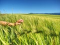 Farmer leads across the field and  touch by hand to spikelets Royalty Free Stock Photo