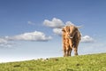 HIGHLAND CATTLE. COW WITH HORN IN FIELD