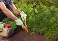 Farmer on local sustainable organic farm Royalty Free Stock Photo