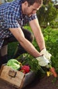 Farmer on local sustainable organic farm Royalty Free Stock Photo