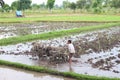 Indonesian child farmer rice paddy