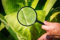 Farmer looks tobacco in the field