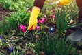 Farmer loosening soil with hand fork among spring flowers in garden