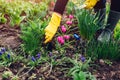 Farmer loosening soil with hand fork among spring flowers in garden