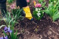 Farmer loosening soil with hand fork among spring flowers in garden