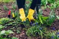 Farmer loosening soil with hand fork among spring flowers in garden. Taking care of plants