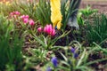 Farmer loosening soil with hand fork among spring tulips flowers in garden. Hobby and agriculture concept