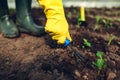 Farmer loosening soil among pepper seedlings in spring greenhouse. Agriculture