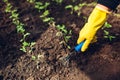 Farmer loosening soil among tomato seedlings in spring greenhouse. Agriculture