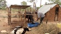 Kenyan farmer cuts feed for his cow and calf Royalty Free Stock Photo