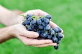 Farmer male hands holding fresh bunch of black grapes harvest .Man holding ripe dark blue wine grapes, Grapes harvest. Closeup Royalty Free Stock Photo