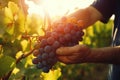 Farmer male hands picking grape, grapes harvest Royalty Free Stock Photo