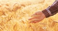 Farmer man checks the maturity of rye ears in the field at sunset. Beautiful nature landscape of agriculture lifestyle scene Royalty Free Stock Photo