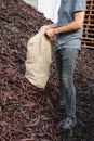 farmer man emptying a bag of carob beans