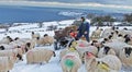 Farmer Man feeding sheep in snow