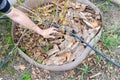 Farmer man in the garden mulches young blueberry bushes with pine bark. Royalty Free Stock Photo