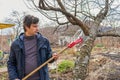 Farmer man with garden saw for cutting branches of cherry bush overgrown with lichen. Pruning of fruit trees with lopper. Spring Royalty Free Stock Photo