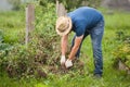 Farmer man in gloves uproot diseased tomato plant. Fighting Phytophthora.