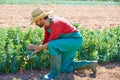 Farmer man harvesting lima beans in orchard