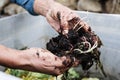 Farmer man holding compost with worms - Main focus top hand Royalty Free Stock Photo