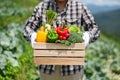 Farmer man holding wooden box full of fresh raw vegetables. Basket with fresh organic vegetable  and peppers in the hands Royalty Free Stock Photo