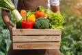 Farmer man holding wooden box full of fresh raw vegetables. Basket with fresh organic vegetable  and peppers in the hands Royalty Free Stock Photo