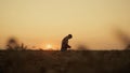 Farmer man silhouette examining wheat grain at sunset farmland rural background.