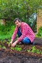 Farmer man transplanting tomato seedlings into open ground against green garden and country house. Spring work in kitchen-garden, Royalty Free Stock Photo