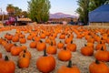 Farmers Market Pumpkin Patch California