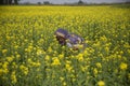 Farmer of Masterd Field Royalty Free Stock Photo